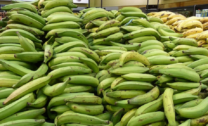 Plátano verde.(Foto externa)