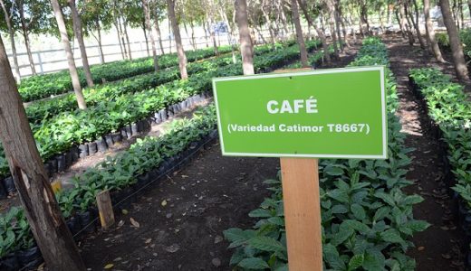 Plantas De Café Resistentes A La Roya Del Cafeto.
