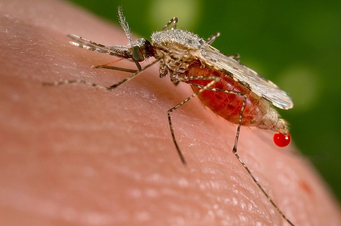 Descubren mosquito Anopheles funestus, transmisor de malaria, resistente a insecticidas.