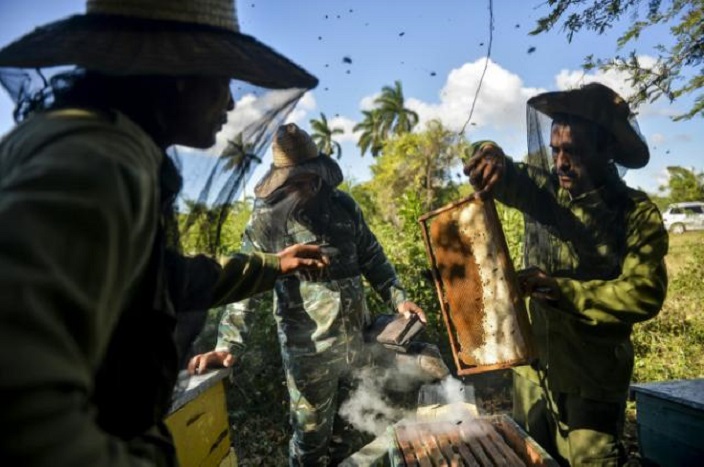 Apicultores cubanos trabajan en la extracción de miel en Matanzas.