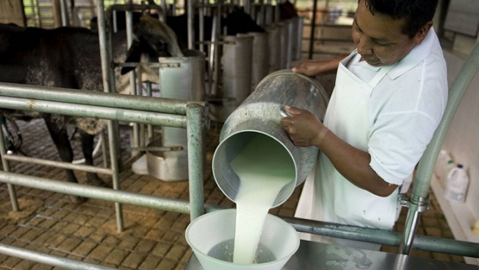 Trabajador en finca ganadera manipula la leche.