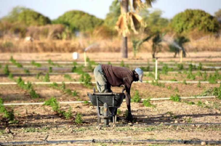 Plantación de artemisa, cerca de Thiés, en Senegal.