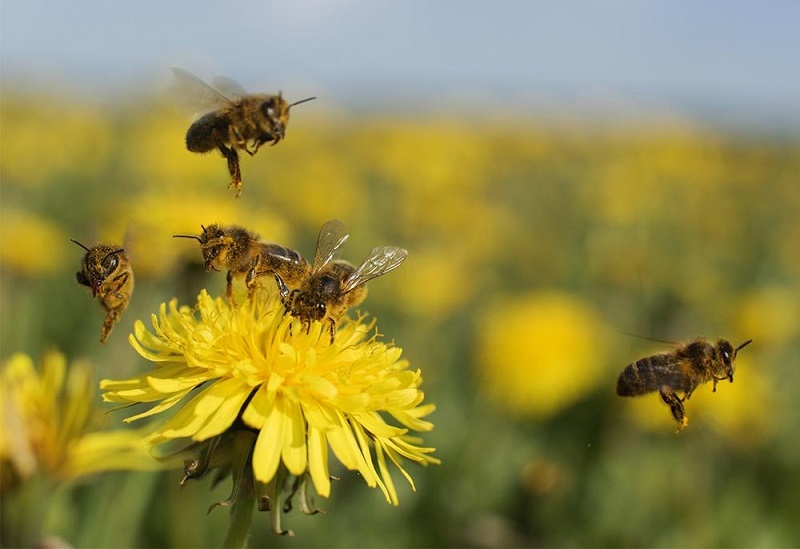 Informe FAO sobre reducción población de abejas.