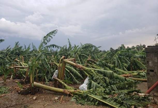 Tornado afecta plantación en Montecristi.