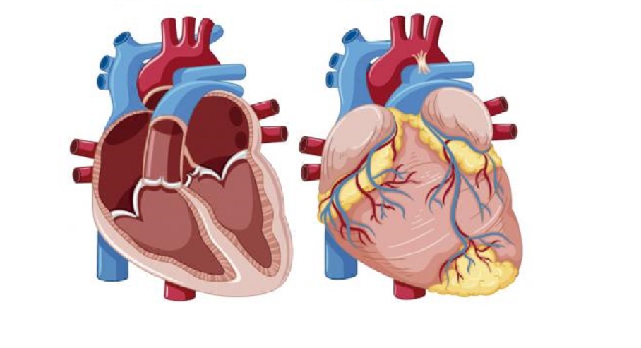 Corazón humano con estructura interna y externa.