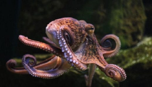 Un pulpo común (Octopus vulgaris) nada en su ambiente natural (Getty).