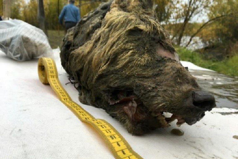 Una gigantesca cabeza de lobo de 32.000 años de antigüedad.