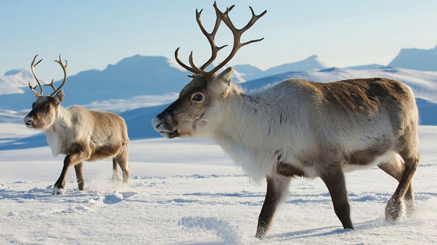 Cambio climático ocasiona muerte de 200 renos en el Ártico.