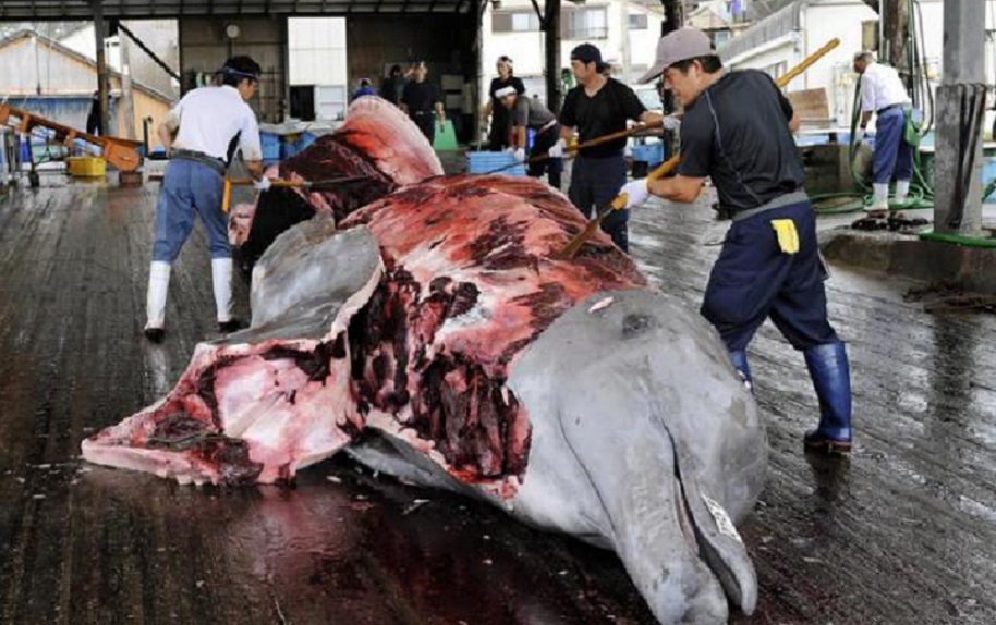 Pescadores quitan la piel a una ballena en Wada Port, Japón, (Fuente EFE / Franck Robichon).
