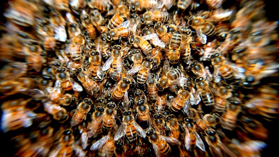 Enjambre de abejas en colmena.