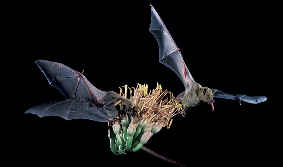 Murciélagos utilizan hojas para detectar presas en oscuridad.