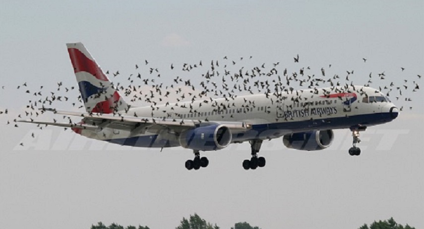 Avión en medio de una bandada de aves.