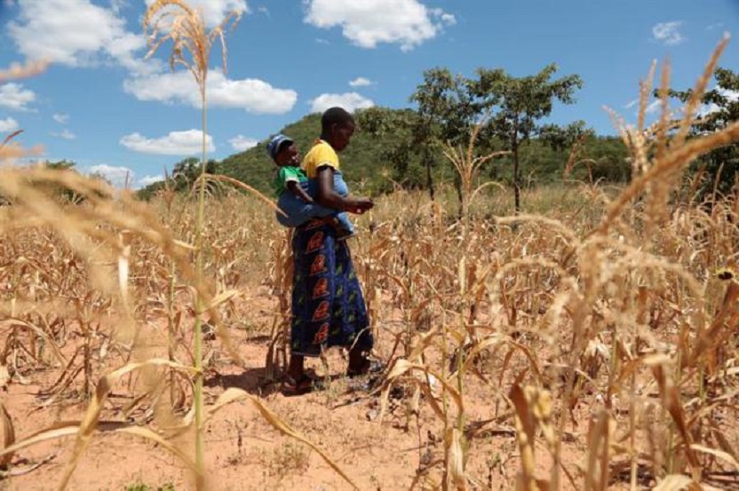 Una mujer camina con su hijo en un campo de maíz marchitado por la falta de lluvia, en Mutoko, Zimbabue. (Foto EFE/Aaron Ufumeli/Archivo)