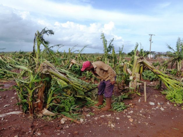 Informe FAO sobre pérdidas agrícolas.