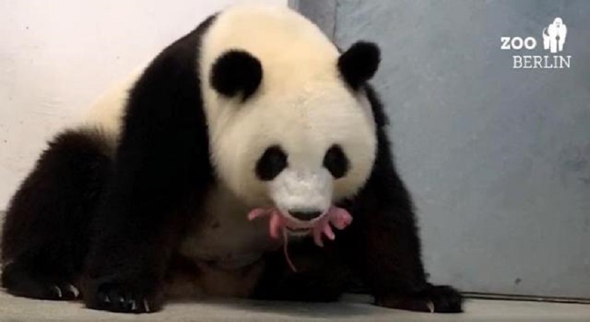 La osa panda Meng Meng carga uno de sus oseznos. (Foto EFE/EPA/Zoo Berlin)