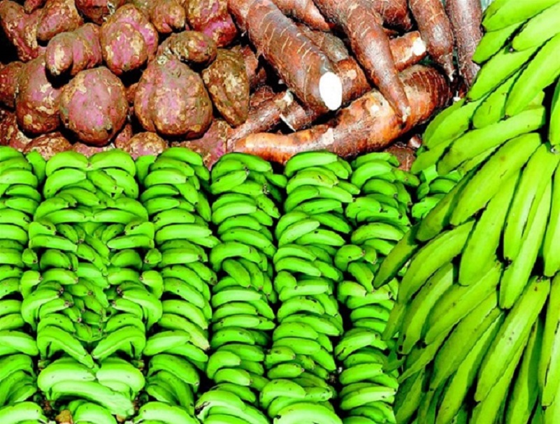 Plátanos, yuca, batata y guineos en mercado.