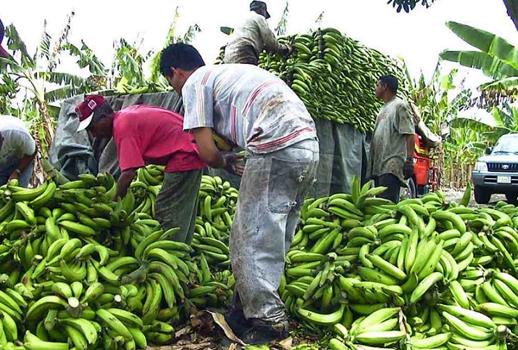 Gobierno dispone rebaja venta de plátano y guineo.