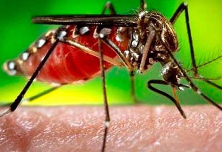 Imagen del mosquito trasmisor del dengue.(Foto externa)