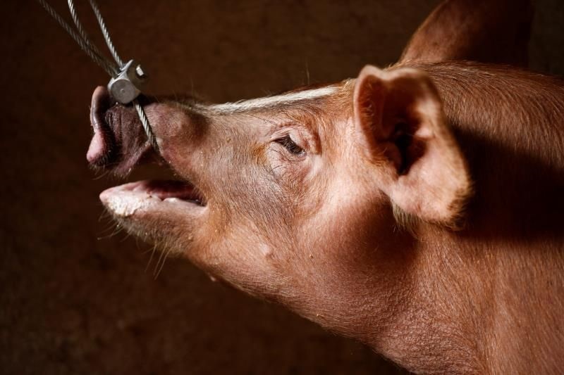 Filipinas sacrifica cerdos por peste porcina africana. (Foto externa)