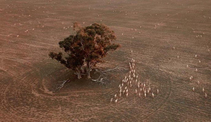 Ovejas pastan en el campo seco y polvoriento de una cosecha fallida cerca de Parkes, Nueva Gales del Sur (Australia), afectado por la sequía. EFE/Dean Lewins/Archivo