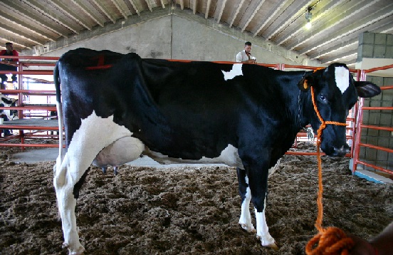 Producción de leche aumenta según el ministro de Agricultura. (Foto externa)