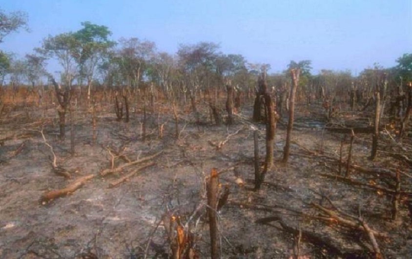 Restos de árboles arrancados para su uso como carbón vegetal y leña en un bosque próximo a Lusaka, Zambia. (Foto: EFE/ Musonda Chibamba)