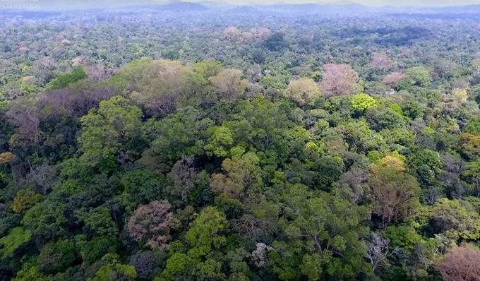 El árbol podría almacenar tanto carbono como una hectárea entera de selva tropical en otras partes del Amazonas. .(Foto Universidad de Cambridge)