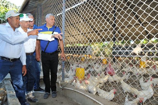 El ministro de Agricultura Osmar Benítez en un recorrido con los avicultores de las granjas de pollo en Moca, provincia Espaillat.(Foto: externa)