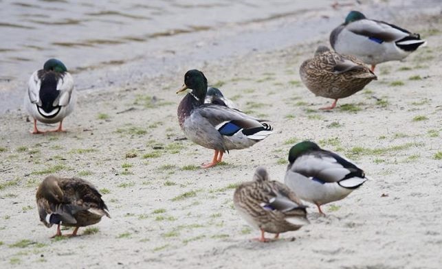 Hungría sacrifica patos por brote gripe aviar H5N8.(Foto: externa)