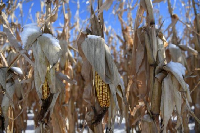 Maíz congelado en una granja cerca de East Grand Forks, Minnesota, EE. UU. (Foto: Reuters/Archivo)