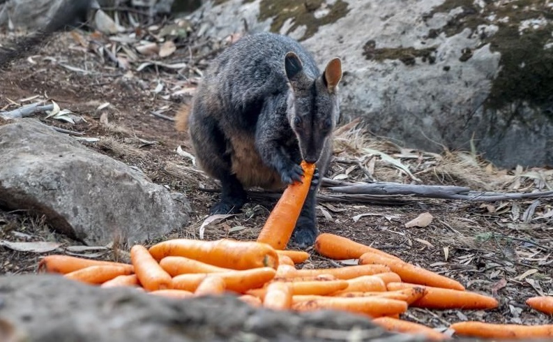 Una ardilla comiendo zanahoria.(Foto: EFE/EPA/Handout)