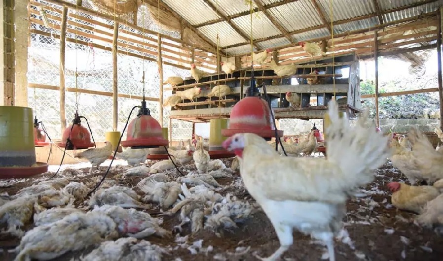 Decenas de pollos muertos por el virus Newcastle en Moca. (Foto: externa)