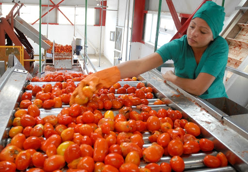 AFCONAGRO anuncia zafra de tomate industrial.