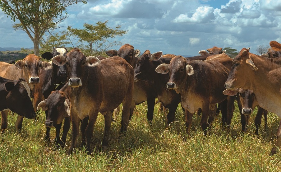 Cabezas de ganado en finca de República Dominicana. (Foto: externa)