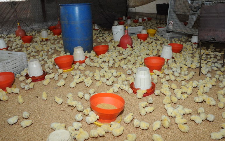 Agricultura entrega 18 mil pollitos a productores avícolas. (Foto: externa)
