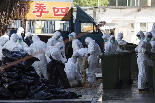 Varios operarios llevan trajes protectores y mascarillas mientras retiran las aves sacrificadas en un mercado temporal de venta al por mayor de aves del barrio de Cheung Sha Wan, en Hong Kong (China) en 2014. (Foto: Jerome Favre/ EFE)