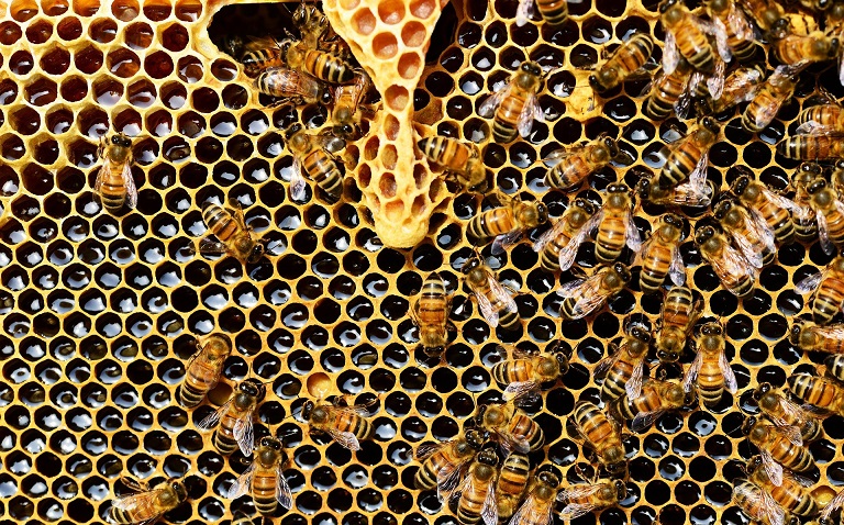 Panal de abejas. (Foto: externa)