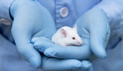  El estudio se realizó en ratones y los científicos advirtieron que todavía queda un largo camino por recorrer antes de que el tratamiento pueda probarse en humanos. (Fuente: Getty Images)