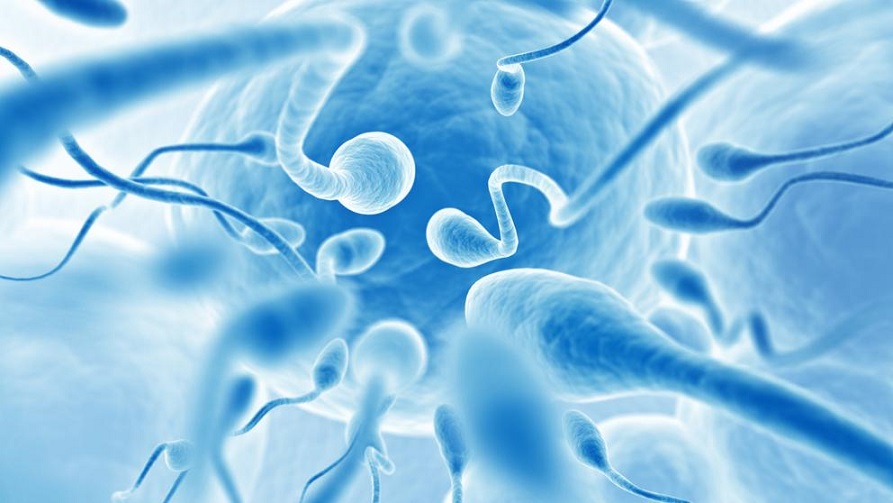 Los espermatozoides humanos no nadan como se creía hasta hoy.