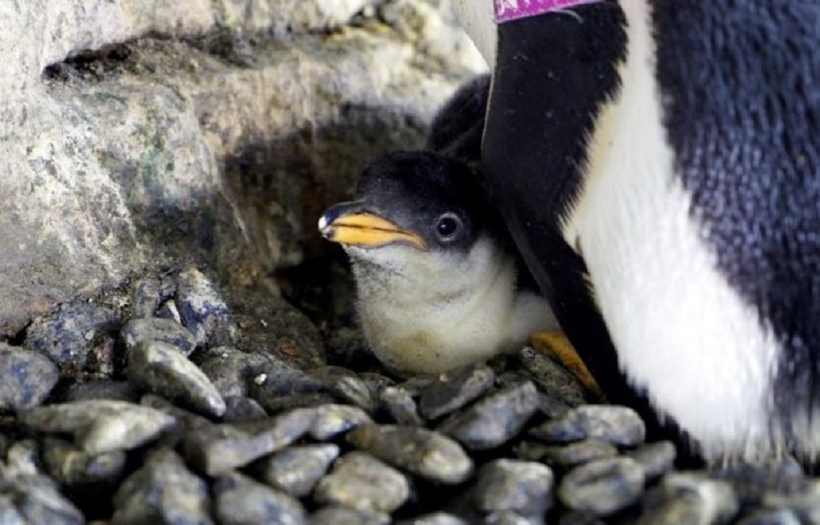 Dos pingüinos hembras incuban un huevo de otra pareja y logran criar un pollo.