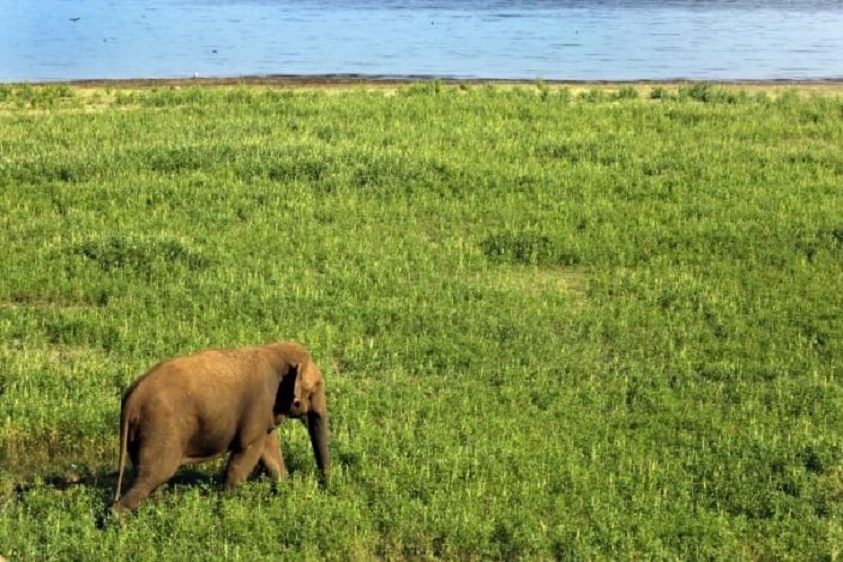 El número de elefantes asiáticos en cautiverio crece un 70 % en diez años.