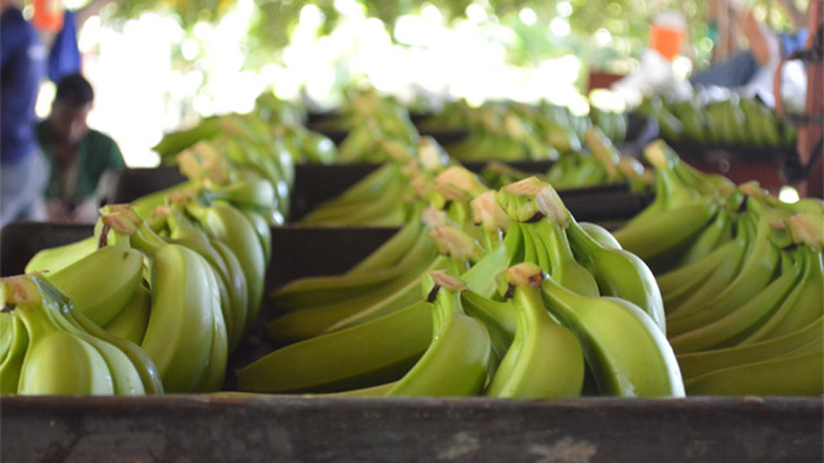 Bagrícola dará asistencia técnica productores de banano.