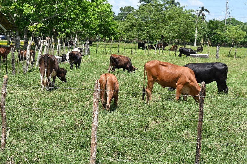 Rehabilitan estación experimental de ganadería bovina en Pimentel.