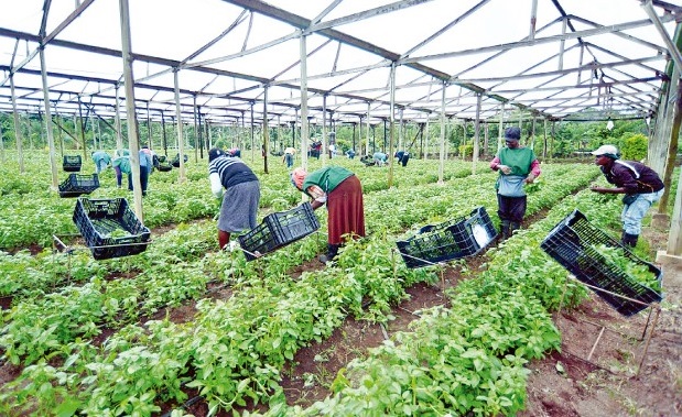 Trabajadores del sector agricultura en RD.