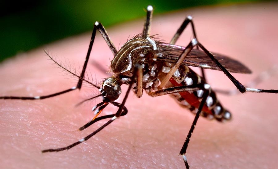 MSP controla casos de dengue.