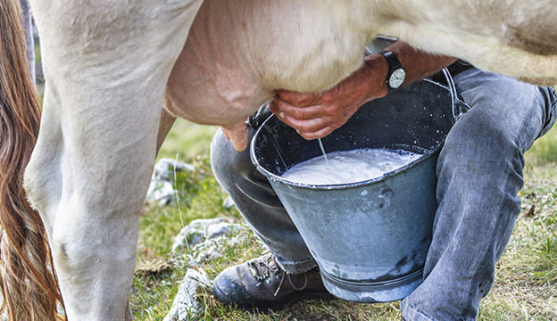 FEDA invertirá en centros de acopio para reducir precio de la leche de vaca.
