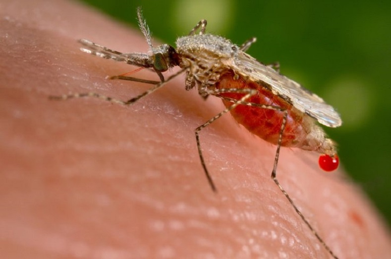 Salud Pública pide población mantenerse alerta a síntomas dengue.
